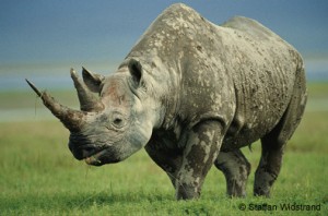 black-rhino-staffan-widstra